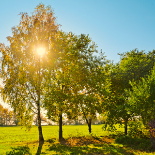 Gedenkbaum-Gruppe von Dandan Ge für Ingrid Dörrer 